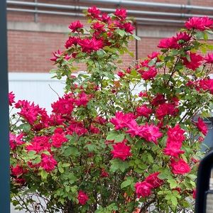 Meet your Posher, Reema